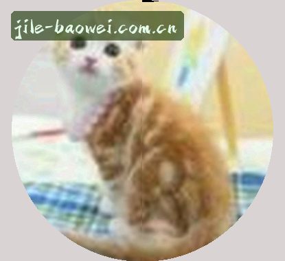 王磊